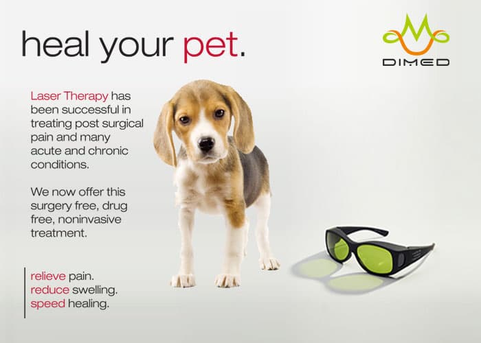 Dimed Laser Therapy for veterinary